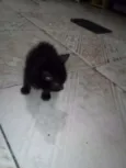 neguinho 