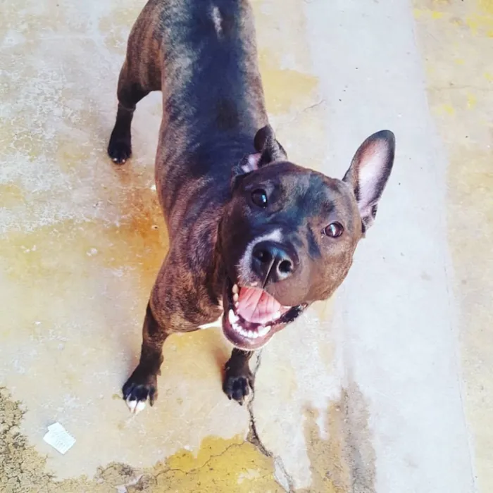 Cachorro ra a Pit bull idade 2 a 6 meses nome Zira