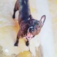 Zira