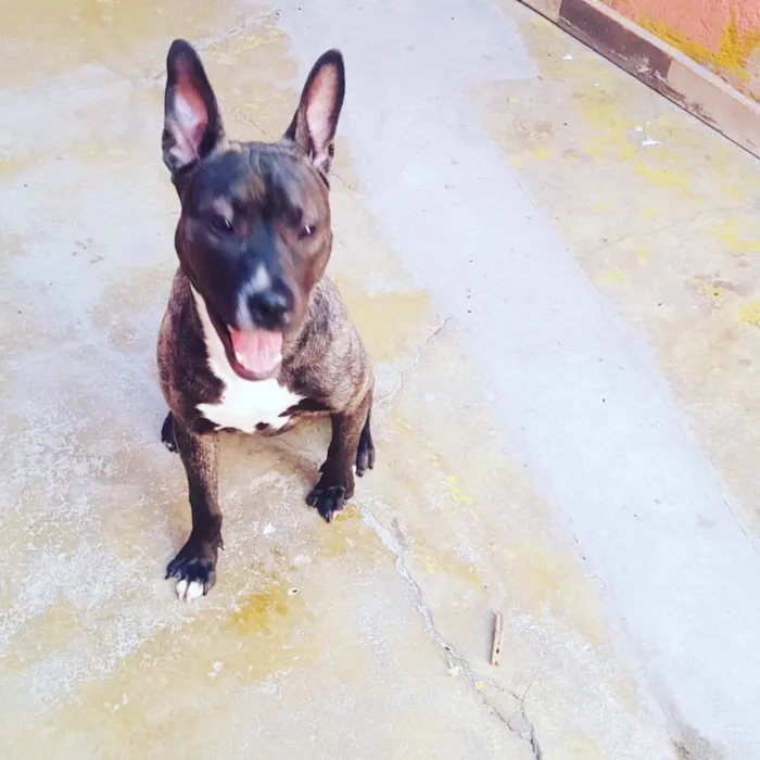 Cachorro ra a Pit bull idade 2 a 6 meses nome Zira