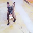 Zira