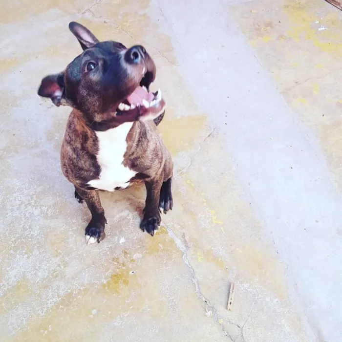 Cachorro ra a Pit bull idade 2 a 6 meses nome Zira