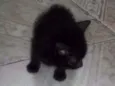 neguinho 