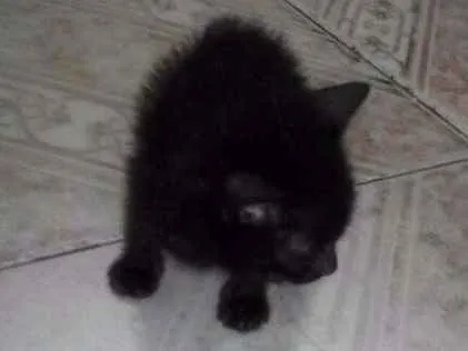 Gato ra a vira-lata  idade Abaixo de 2 meses nome neguinho 