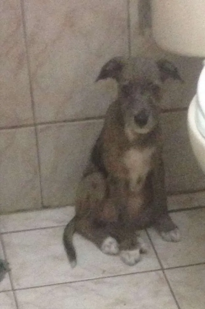 Cachorro ra a Vira lata  idade 2 a 6 meses nome Goiabinha
