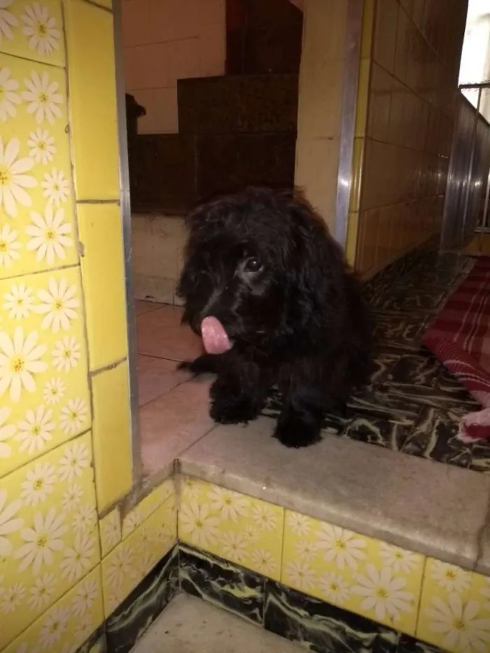 Cachorro ra a Poodle idade 1 ano nome Sem nome