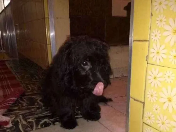 Cachorro ra a Poodle idade 1 ano nome Sem nome