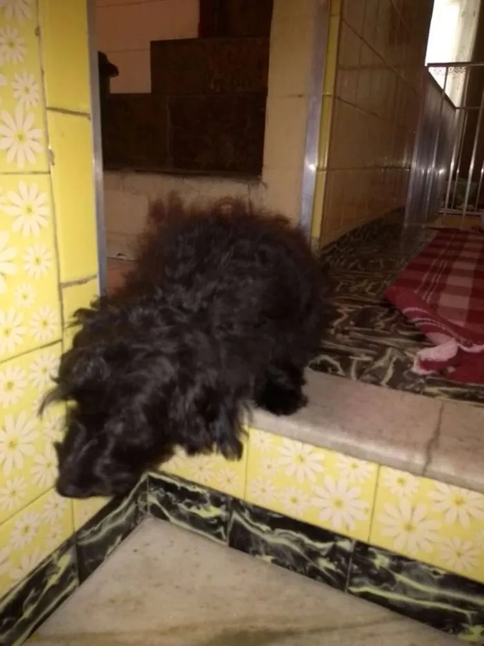 Cachorro ra a Poodle idade 1 ano nome Sem nome