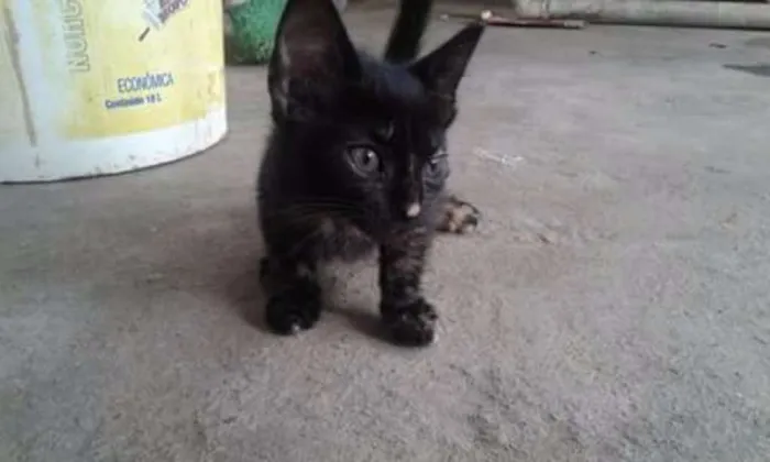 Gato ra a Não sei idade 2 a 6 meses nome Elas não tem nomes 