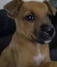 Chico