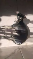 Mel