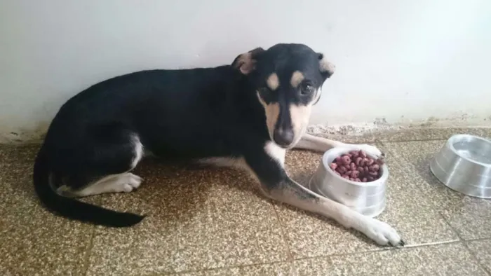Cachorro ra a SRD idade 2 anos nome Mel