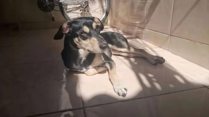 Cachorro ra a SRD idade 2 anos nome Mel