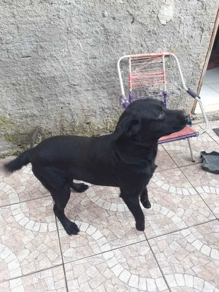 Cachorro ra a Labrador puro idade 2 anos nome Guri