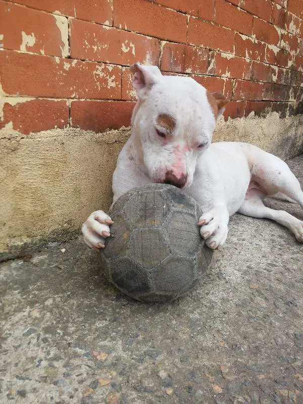 Cachorro ra a Pit-Bull idade 3 anos nome Branca