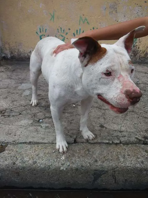 Cachorro ra a Pit-Bull idade 3 anos nome Branca