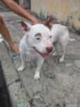 Branca