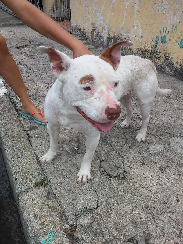 Cachorro ra a Pit-Bull idade 3 anos nome Branca