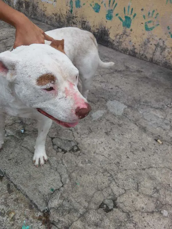 Cachorro ra a Pit-Bull idade 3 anos nome Branca