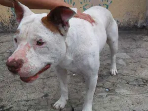 Cachorro raça Pit-Bull idade 3 anos nome Branca
