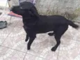 Guri