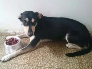 Cachorro raça SRD idade 2 anos nome Mel