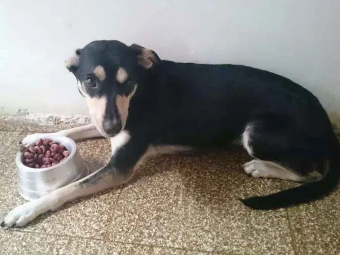 Cachorro ra a SRD idade 2 anos nome Mel