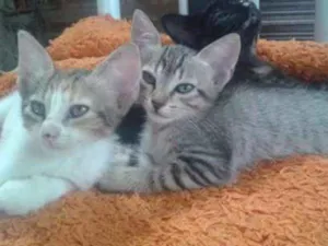 Gato raça Não sei idade 2 a 6 meses nome Elas não tem nomes 