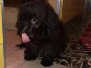 Cachorro raça Poodle idade 1 ano nome Sem nome