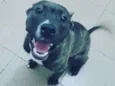 Zira
