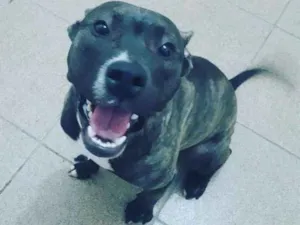 Cachorro raça Pit bull idade 2 a 6 meses nome Zira