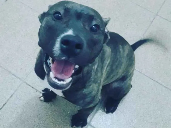 Cachorro ra a Pit bull idade 2 a 6 meses nome Zira