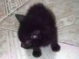 Gato raça vira-lata  idade Abaixo de 2 meses nome neguinho 
