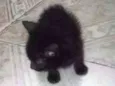 neguinho