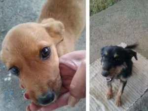 Cachorro raça SRD idade 2 a 6 meses nome Cristal e Agnaldo