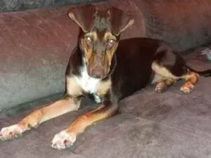 Cachorro raça vira-lata idade 7 a 11 meses nome KIKI