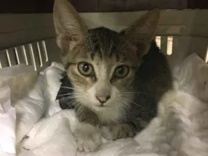 Gato raça srd idade 2 a 6 meses nome Loki