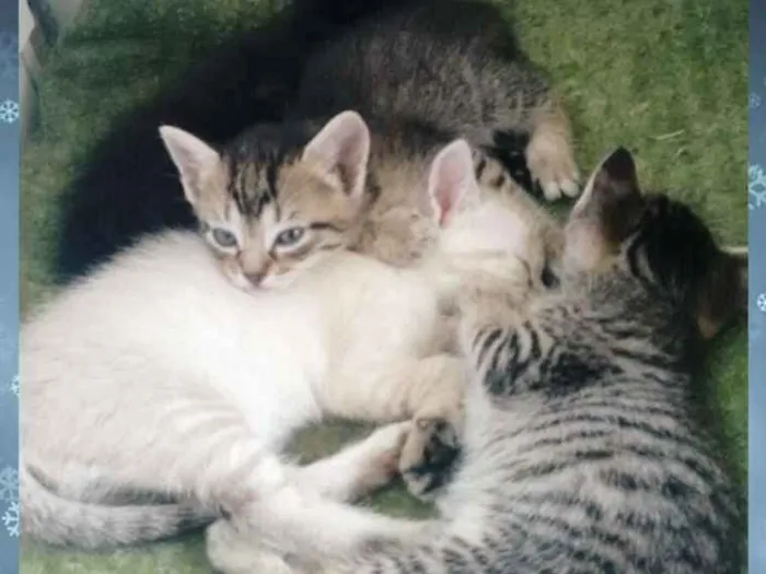 Gato ra a - idade 2 a 6 meses nome Sem nome definido