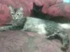 Gato raça siberiano idade  nome Pretiinha e Negão 