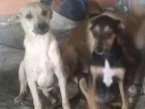 Cachorro ra a srd idade 2 a 6 meses nome lara e Estefany 
