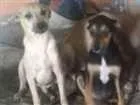 Cachorro raça srd idade 2 a 6 meses nome lara e Estefany 