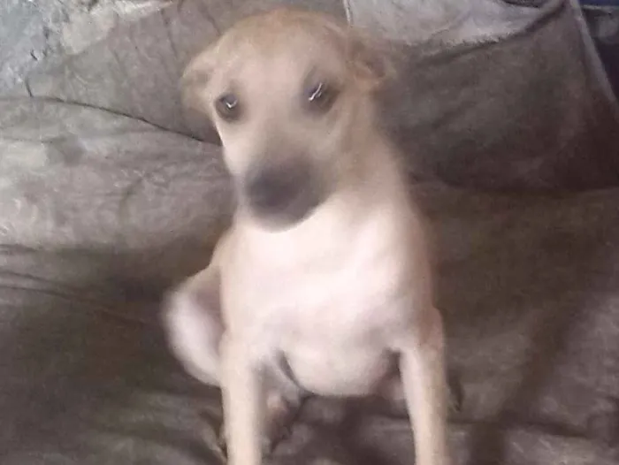 Cachorro ra a srd idade 2 a 6 meses nome Estefany 