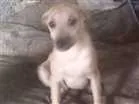 Cachorro raça srd idade 2 a 6 meses nome Estefany 