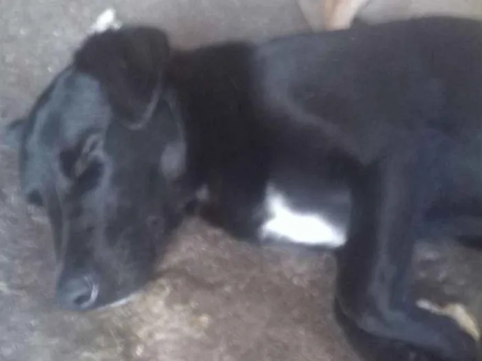 Cachorro ra a srd idade 7 a 11 meses nome negao