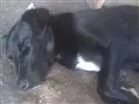 Cachorro raça srd idade 7 a 11 meses nome negao