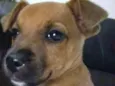 Chico