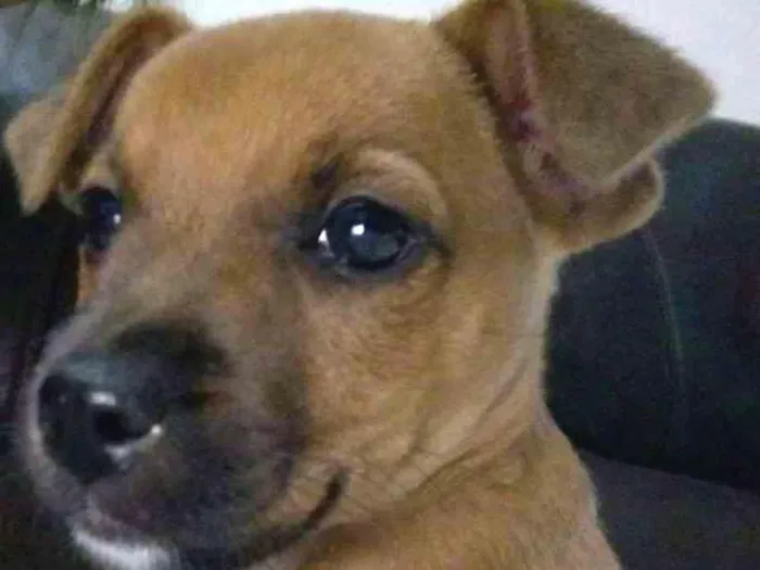Cachorro ra a vira-lata idade Abaixo de 2 meses nome Chico