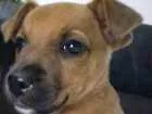Cachorro raça vira-lata idade Abaixo de 2 meses nome Chico