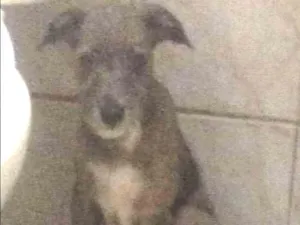 Cachorro raça Vira lata  idade 2 a 6 meses nome Goiabinha