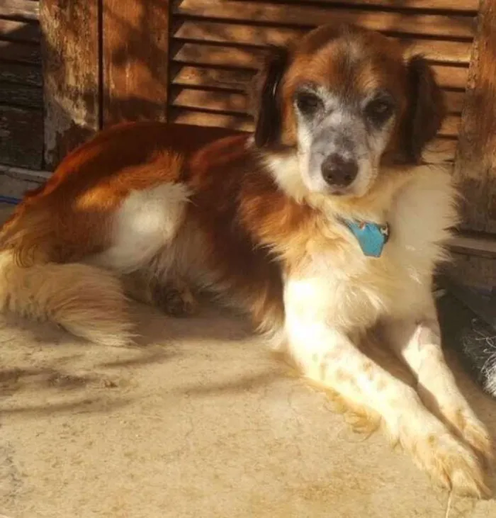 Cachorro ra a mix de cocker idade 6 ou mais anos nome Adam